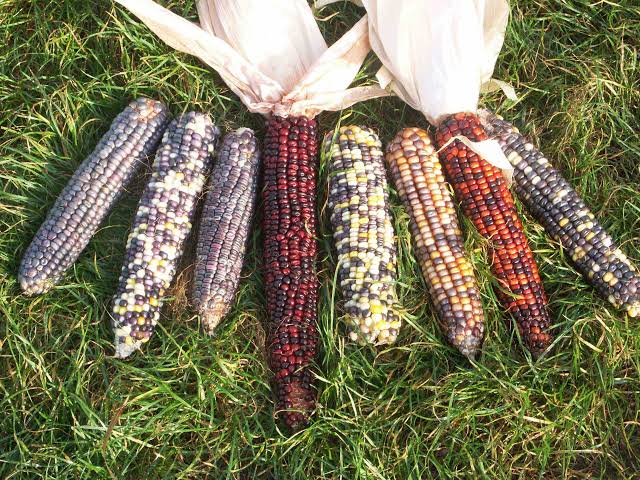 GMO Foods: Nigeria's TELA Maize Gets Green Light for Consumption